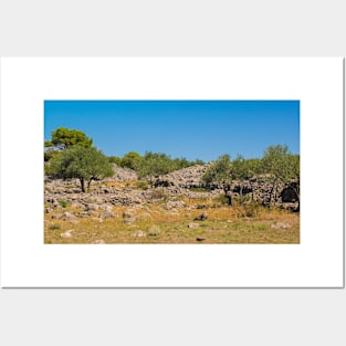 Olive Grove on Krk Island, Croatia Posters and Art